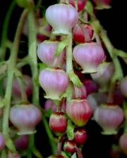 Fotografia da espécie Arbutus canariensis