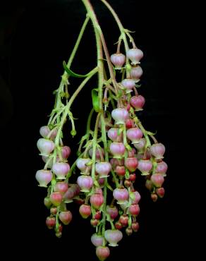 Fotografia 3 da espécie Arbutus canariensis no Jardim Botânico UTAD