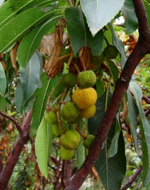 Fotografia 6 da espécie Arbutus canariensis no Jardim Botânico UTAD