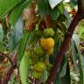 Fotografia 6 da espécie Arbutus canariensis do Jardim Botânico UTAD