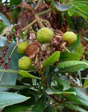 Fotografia 7 da espécie Arbutus canariensis no Jardim Botânico UTAD