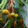 Fotografia 8 da espécie Arbutus canariensis do Jardim Botânico UTAD