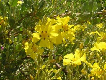 Fotografia da espécie Halimium halimifolium subesp. multiflorum