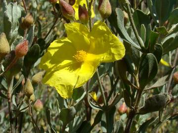 Fotografia da espécie Halimium halimifolium subesp. multiflorum