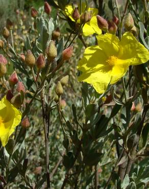 Fotografia 5 da espécie Halimium halimifolium subesp. multiflorum no Jardim Botânico UTAD