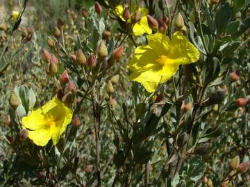 Fotografia da espécie Halimium halimifolium subesp. multiflorum