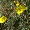 Fotografia 5 da espécie Halimium halimifolium subesp. multiflorum do Jardim Botânico UTAD