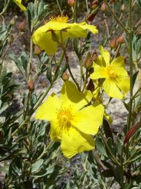 Fotografia da espécie Halimium halimifolium subesp. multiflorum