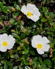 Fotografia da espécie Cistus ladanifer