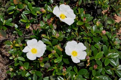 Fotografia da espécie Cistus ladanifer subesp. sulcatus