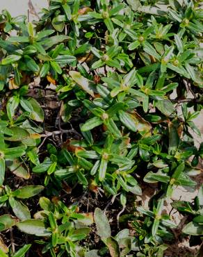 Fotografia 3 da espécie Cistus ladanifer subesp. sulcatus no Jardim Botânico UTAD