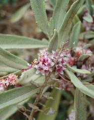 Cuscuta approximata subesp. approximata