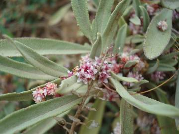 Fotografia da espécie Cuscuta approximata subesp. approximata