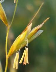 Festuca rubra subesp. rubra