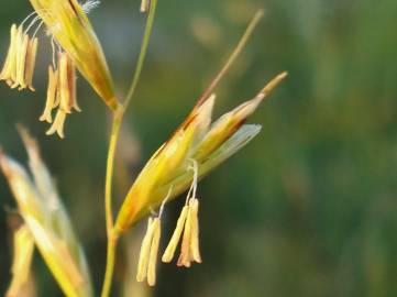 Fotografia da espécie Festuca rubra subesp. rubra