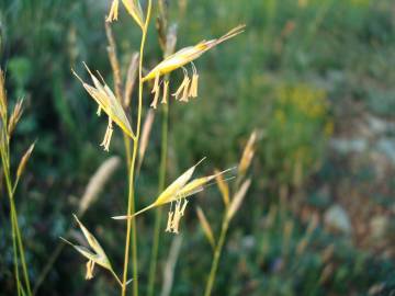 Fotografia da espécie Festuca rubra subesp. rubra