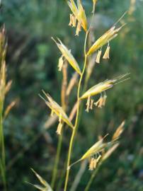 Fotografia da espécie Festuca rubra subesp. rubra