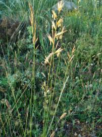 Fotografia da espécie Festuca rubra subesp. rubra