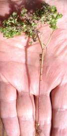 Fotografia da espécie Euphorbia peplus var. peplus