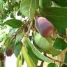 Fotografia 12 da espécie Ficus pumila do Jardim Botânico UTAD