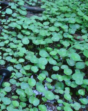 Fotografia 9 da espécie Hydrocotyle vulgaris no Jardim Botânico UTAD