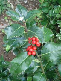 Fotografia da espécie Ilex aquifolium