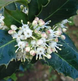 Fotografia da espécie Ilex aquifolium