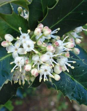 Fotografia 9 da espécie Ilex aquifolium no Jardim Botânico UTAD