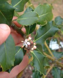 Fotografia da espécie Ilex aquifolium