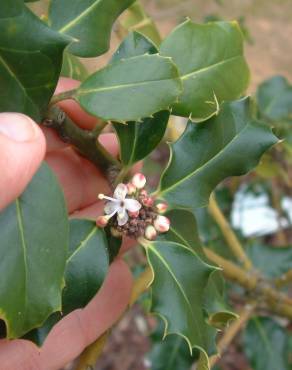 Fotografia 11 da espécie Ilex aquifolium no Jardim Botânico UTAD