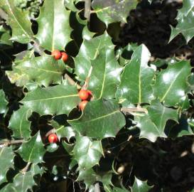 Fotografia da espécie Ilex aquifolium