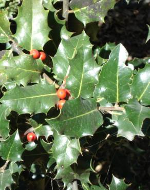 Fotografia 12 da espécie Ilex aquifolium no Jardim Botânico UTAD