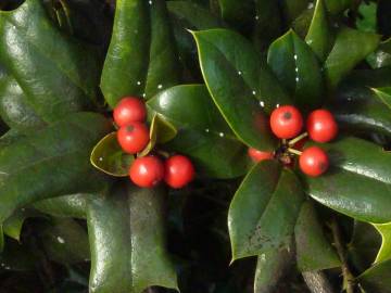 Fotografia da espécie Ilex aquifolium