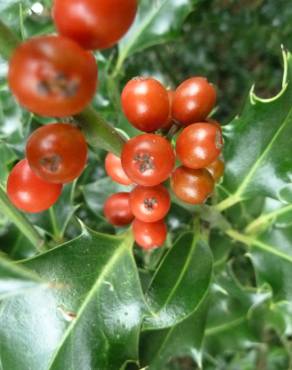 Fotografia 14 da espécie Ilex aquifolium no Jardim Botânico UTAD