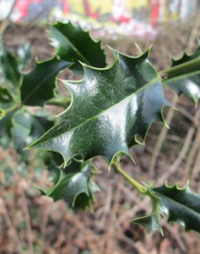 Fotografia 15 da espécie Ilex aquifolium no Jardim Botânico UTAD