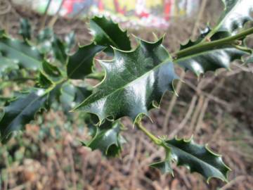 Fotografia da espécie Ilex aquifolium