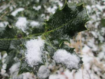 Fotografia da espécie Ilex aquifolium