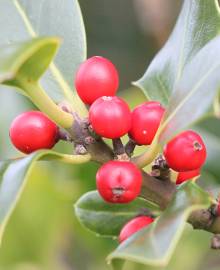 Fotografia da espécie Ilex aquifolium