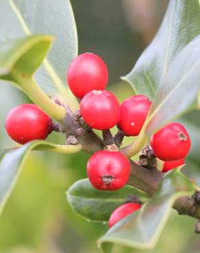 Fotografia 17 da espécie Ilex aquifolium no Jardim Botânico UTAD