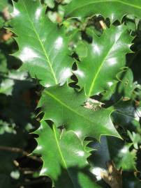 Fotografia da espécie Ilex aquifolium