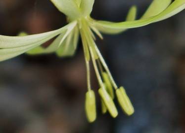 Fotografia da espécie Silene nutans subesp. nutans