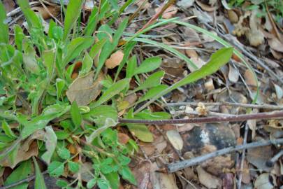 Fotografia da espécie Silene nutans subesp. nutans