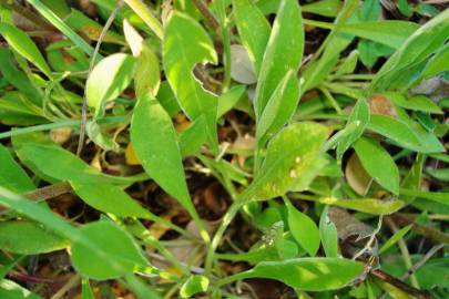 Fotografia da espécie Silene nutans subesp. nutans