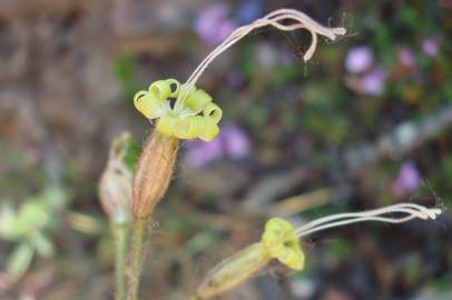 Fotografia da espécie Silene nutans subesp. nutans