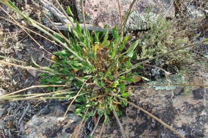 Fotografia da espécie Silene nutans subesp. nutans