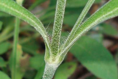 Fotografia da espécie Silene nutans subesp. nutans