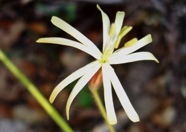 Fotografia da espécie Silene nutans subesp. nutans