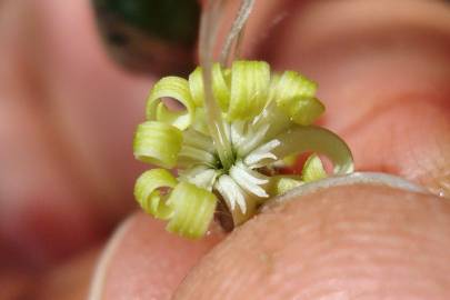 Fotografia da espécie Silene nutans subesp. nutans