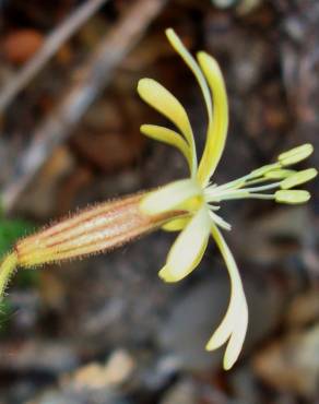 Fotografia 1 da espécie Silene nutans subesp. nutans no Jardim Botânico UTAD