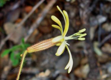 Fotografia da espécie Silene nutans subesp. nutans